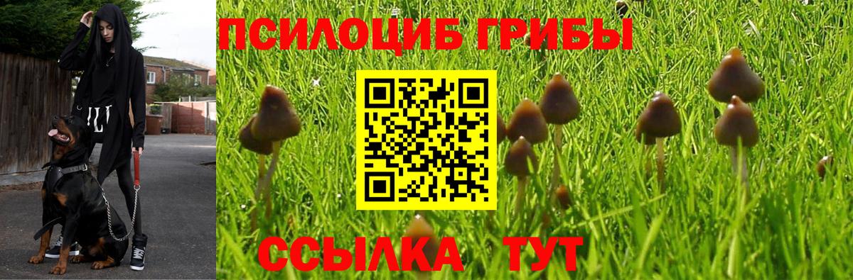 Галлюциногенные грибы Psilocybe  Вход с VPN  Десногорск 